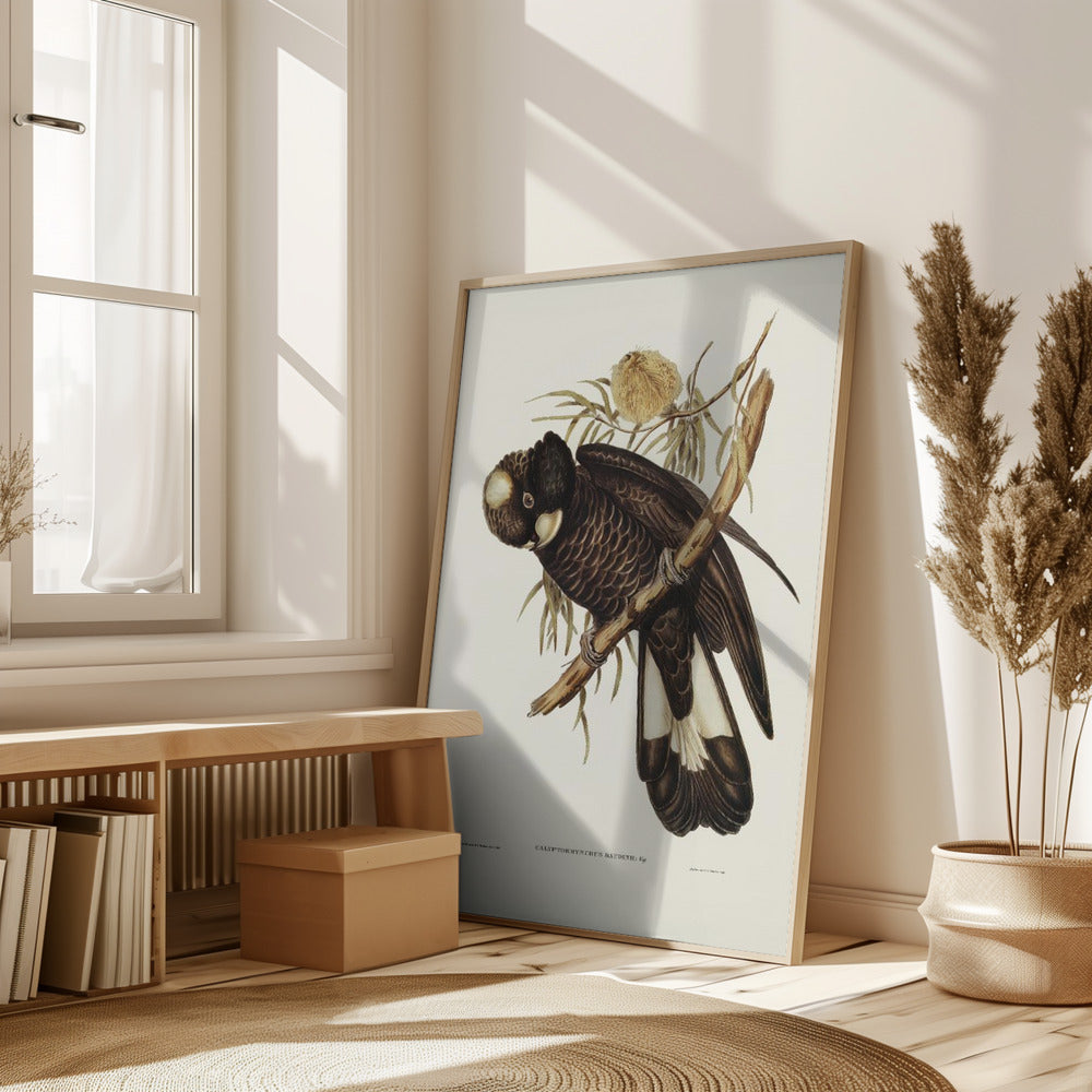 Baudin's Cockatoo Poster